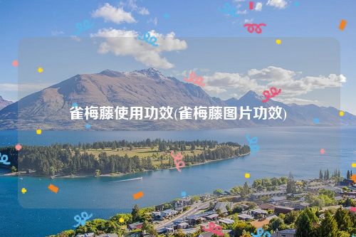 雀梅藤使用功效(雀梅藤图片功效)