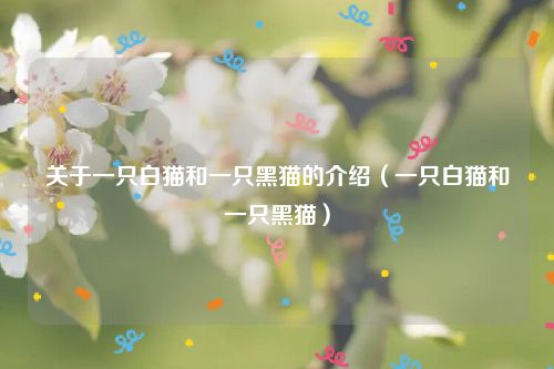 关于一只白猫和一只黑猫的介绍（一只白猫和一只黑猫）