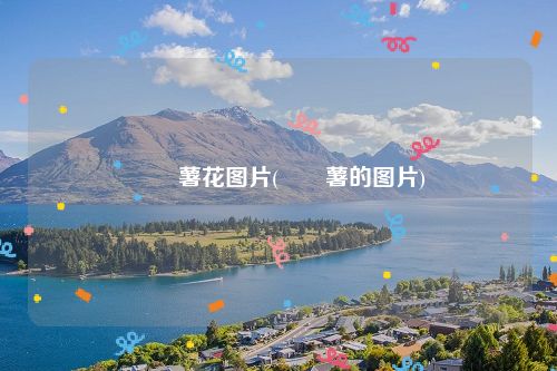 蒟蒻薯花图片(蒟蒻薯的图片)