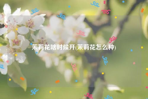 茉莉花啥时候开(茉莉花怎么种)