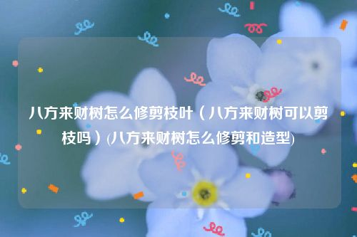 八方来财树怎么修剪枝叶（八方来财树可以剪枝吗）(八方来财树怎么修剪和造型)