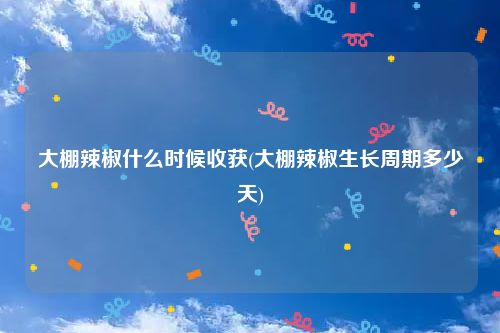 大棚辣椒什么时候收获(大棚辣椒生长周期多少天)