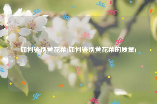 如何鉴别黄花菜(如何鉴别黄花菜的质量)