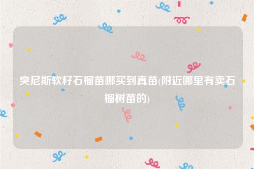 突尼斯软籽石榴苗哪买到真苗(附近哪里有卖石榴树苗的)
