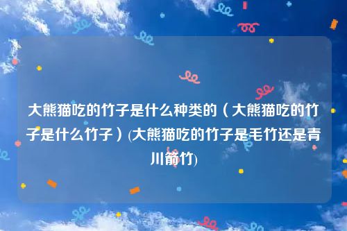 大熊猫吃的竹子是什么种类的（大熊猫吃的竹子是什么竹子）(大熊猫吃的竹子是毛竹还是青川箭竹)