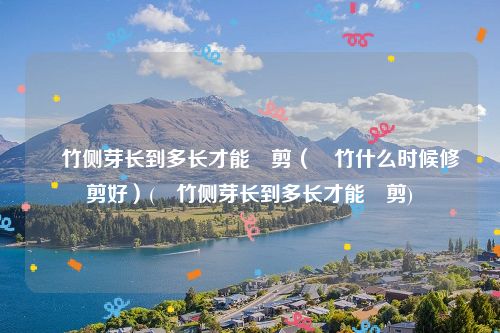簕竹侧芽长到多长才能俢剪（簕竹什么时候修剪好）(簕竹侧芽长到多长才能俢剪)