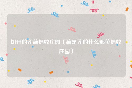 切开的莲藕蚂蚁庄园（藕是莲的什么部位蚂蚁庄园）