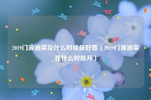 2019门源油菜花什么时候最好看（2019门源油菜花什么时候开）