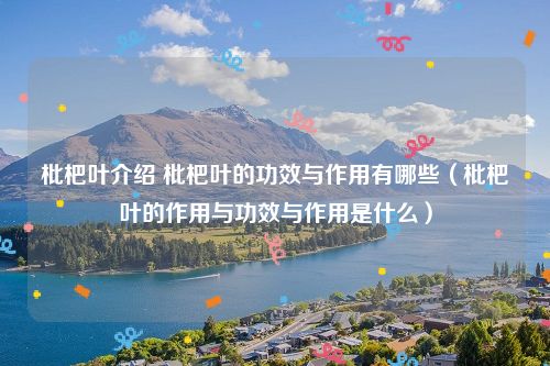 枇杷叶介绍 枇杷叶的功效与作用有哪些（枇杷叶的作用与功效与作用是什么）