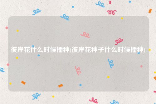 彼岸花什么时候播种(彼岸花种子什么时候播种)