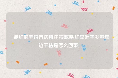 一品红的养殖方法和注意事项(红掌叶子发黄焦边干枯是怎么回事)