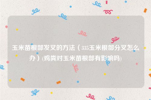 玉米苗根部发叉的方法（335玉米根部分叉怎么办）(鸡粪对玉米苗根部有影响吗)